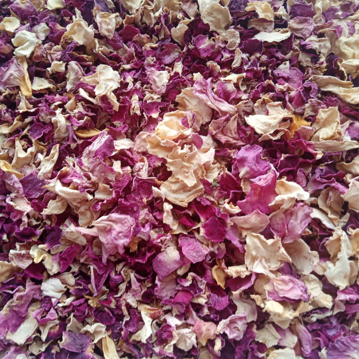 Dried Rose petals